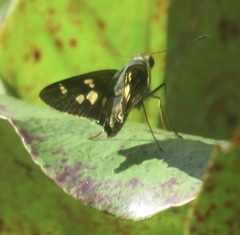 Niconiades incomptus