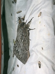 Gloveria arizonensis