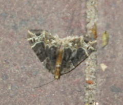 Ecliptopera capitata