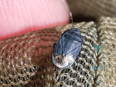 Ochetostethus tarsalis