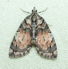 Hydriomena perfracta