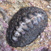 Giant Chiton - Photo (c) Saryu Mae, some rights reserved (CC BY), uploaded by Saryu Mae