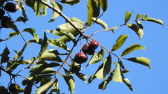 Pleiogynium timoriense