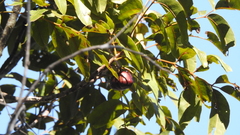 Pleiogynium timoriense