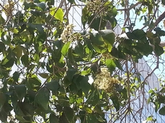 Angiospermae