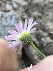 Erigeron bellidiastrum