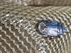 Ochetostethus tarsalis