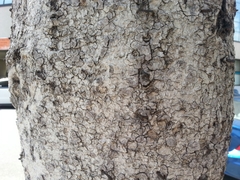 Angiospermae