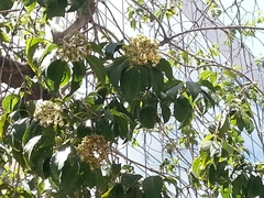Angiospermae