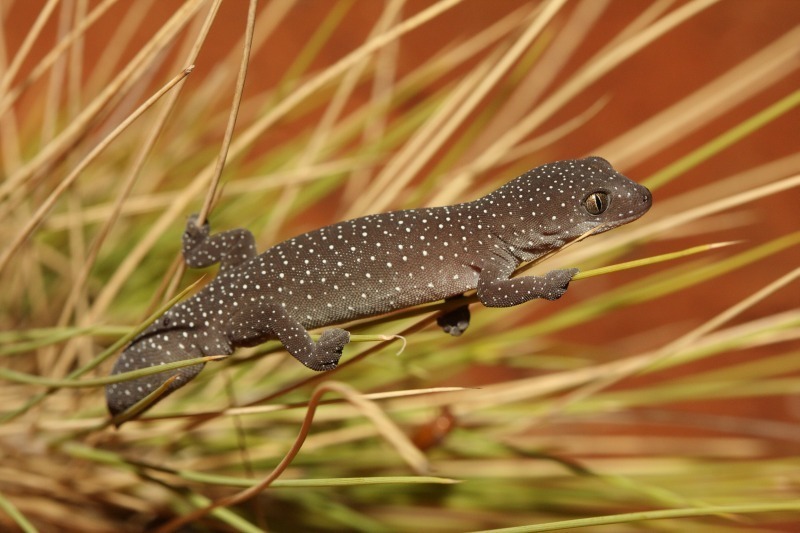 Strophurus elderi from Windorah QLD 4481, Australia on 2011년 11월 01일 (화) by dhfischer · iNaturalist Strophurus elderi