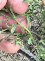 Erigeron bellidiastrum