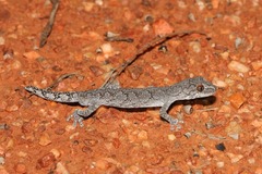 Strophurus intermedius