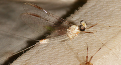 Maccaffertium modestum