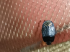 Ochetostethus tarsalis