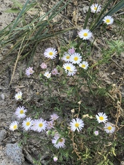 Erigeron bellidiastrum