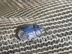 Ochetostethus tarsalis