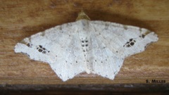 Macaria notata