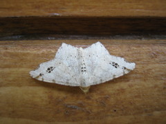 Macaria notata