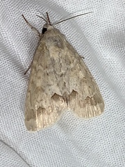 Acronicta hasta