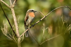 Ochthoeca rufipectoralis