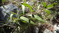 Juliflorae