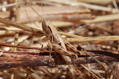 Oedaleonotus phryneicus