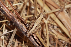 Oedaleonotus phryneicus