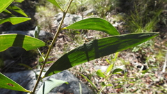 Juliflorae