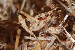 Oedaleonotus phryneicus