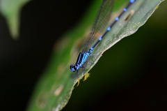 Argia oculata