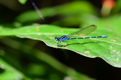 Argia oculata