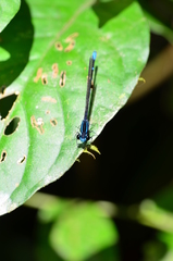Argia oculata