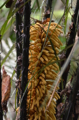 Astrocaryum paramaca