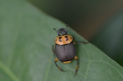 Canthon triangularis