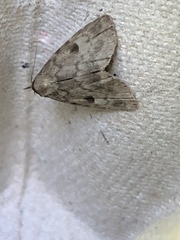 Parahypenodes quadralis