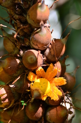 Astrocaryum paramaca