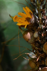 Astrocaryum paramaca