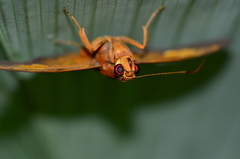 Euriphellus euribates