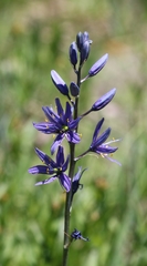 Camassia quamash