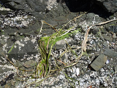 Zostera
