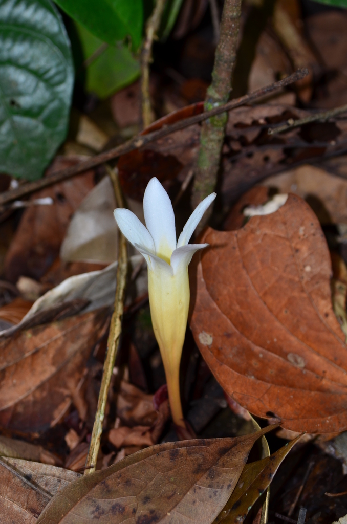 Voyria clavata