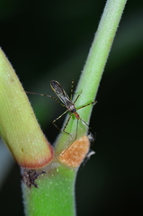 Zelus araneiformis