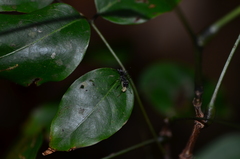 Gigantiops destructor