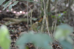 Percnostola rufifrons