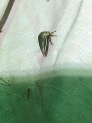 Stictopelta marmorata