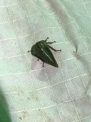 Stictopelta marmorata