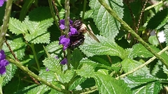 Xylocopa phalothorax
