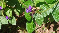 Xylocopa phalothorax