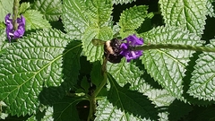 Xylocopa phalothorax