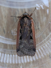 Parabagrotis
